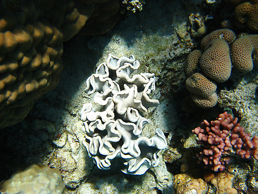 포토 JPG 해외이미지 바다 자연 휴가 휴식 바닥 이집트 사람없음 빨간색 물 수중 수영 스노클링 산호 다이빙 암초 깊이 이국적 해외202004 해외포토 자연요소 컬러 컨셉 아프리카 수상스포츠 자포동물 생태계 수중스포츠 파일형식 이미지허브