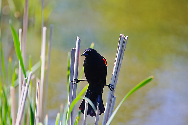포토 JPG 해외이미지 남자 야생동물 날개 오렌지 자연 조류 사람없음 야외 빨간색 검은색 봄 습지 깃털 동물상 해외202004 해외포토 동물 계절 컬러 과일 사람 조형물 생태계 파일형식 이미지허브