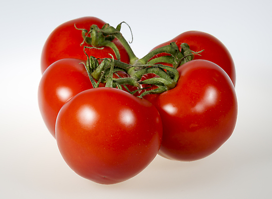 포토 JPG 해외이미지 열매 음식 백그라운드 토마토 채소 과일 사람없음 빨간색 초록색 흰색 닫기 포도나무 해외202004 해외포토 식물 컬러 모션 과일나무 파일형식 이미지허브