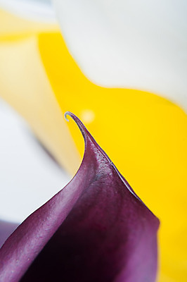 포토 JPG 해외이미지 식물 꽃잎 꽃 분홍색 꽃다발 꽃무늬 자연 사람없음 장식 빨간색 초록색 컬러풀 노란색 보라색 벚꽃 흰색 신선 개화 우아함 다발 배열 묘사 싱글 원예 심플 정리 내추럴 고립 칼라꽃 해외202004 해외포토 컬러 컨셉 무늬 취미 생태계 파일형식 이미지허브