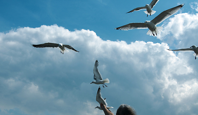 포토 JPG 해외이미지 동물 구름 응시 야생동물 바다 백그라운드 컨셉 날개 자연 갈매기 조류 하늘 바람 서기 사람없음 파란색 빛 태양 노란색 머리 맑음 펼침 회색 자유 흰색 비행 닫기 깃털 부리 번짐 무료 쓸기 해외202004 해외포토 자연요소 시선 컬러 모션 날씨 신체부위 생태계 파일형식 효과 이미지허브