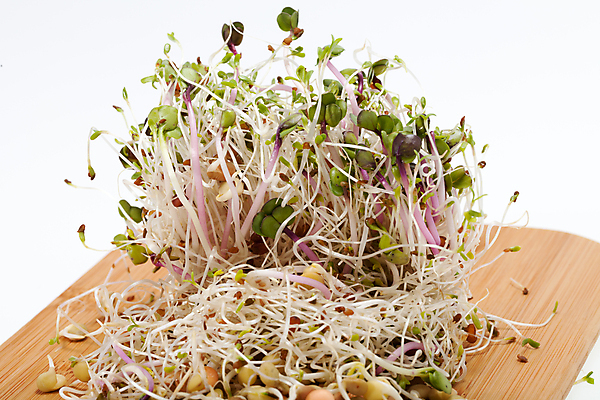 포토 JPG 해외이미지 식물 음식 백그라운드 잎 패턴 농업 다이어트 채소 재료 자연 추상 새로움 건조 건강 종류 씨앗 사람없음 초록색 새싹 주방 샐러드 수확 성장 흰색 신선 그룹 냄비 브로콜리 낟알 시리얼 유기농 질감 날것 뿌리 고립 대두 바이오 채식주의자 총각무 해외202004 해외포토 웰빙 산업 컬러 컨셉 무늬 솥 무 생태계 채식 파일형식 이미지허브