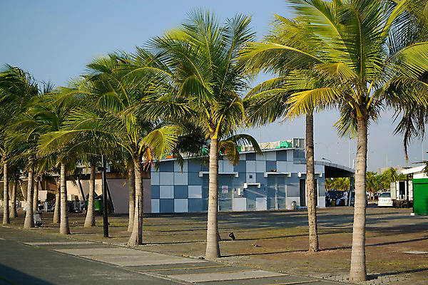 포토 JPG 해외이미지 나무 식물 잎 패턴 밭 농업 자연 열대 건강 손바닥 풍경 사람없음 야외 초록색 여름 환경 정원 나뭇가지 신선 유기농 날것 코코넛 내추럴 식용 이국적 해외202004 해외포토 손 웰빙 계절 산업 컬러 무늬 과일 생태계 파일형식 이미지허브
