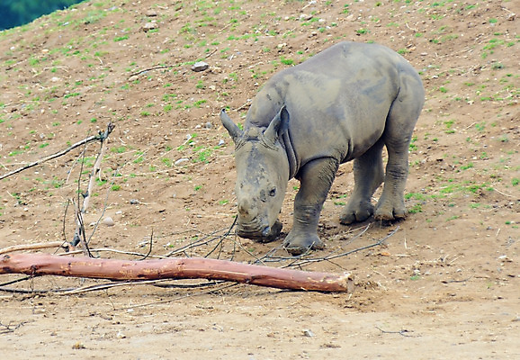 포토 JPG 해외이미지 동물 야생동물 포유류 아프리카 자연 놀이 초식동물 사람없음 목재 아기 위험 작음 멸종 코뿔소 송아지 해외202004 해외포토 나무 나라 새끼 컨셉 재료 사람 소 크기 생태계 파일형식 이미지허브
