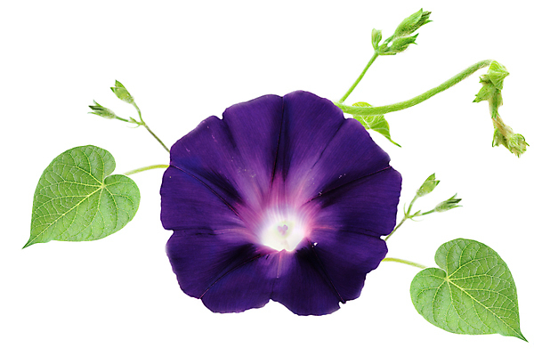 포토 JPG 해외이미지 식물 꽃잎 꽃 잎 사람없음 컬러풀 보라색 사진촬영 벚꽃 오브젝트 흰배경 그림 포도나무 고립 카피스페이스 해외202004 해외포토 컬러 백그라운드 촬영 공백 흰색 과일나무 파일형식 이미지허브