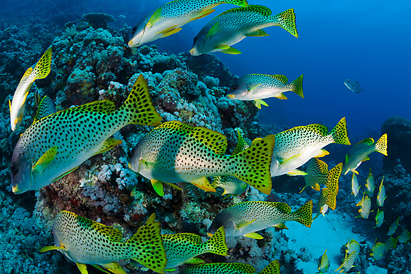 포토 JPG 해외이미지 동물 라이프스타일 야생동물 바다 여행 백그라운드 자연 휴가 바닥 어류 풍경 사람없음 야외 물 여름 파란색 환경 수중 수영 탐험 산호 인도인 아래 다이빙 장면 암초 내추럴 깊이 소금물 해외202004 해외포토 자연요소 외국인 계절 컬러 동양인 생활 수중동물 수상스포츠 자포동물 방향 생태계 위치 수중스포츠 파일형식 이미지허브