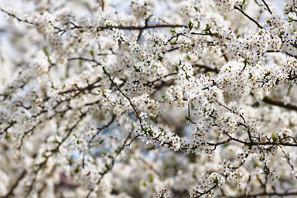 포토 JPG 해외이미지 식물 계절 꽃잎 꽃 행복 분홍색 백그라운드 잎 꽃무늬 밭 농업 자연 하늘 풍경 사람없음 야외 장식 빨간색 초록색 여름 파란색 컬러풀 노란색 환경 정원 보라색 봄 활발 성장 벚꽃 흰색 나뭇가지 신선 개화 다발 묘사 데이지 내추럴 해외202004 해외포토 나무 감정 산업 컬러 컨셉 무늬 생태계 파일형식 이미지허브