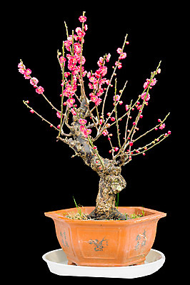 포토 JPG 해외이미지 나무 식물 계절 꽃잎 꽃 줄기 분홍색 백그라운드 잎 겨울 꽃무늬 자연 하늘 새로움 사람없음 야외 초록색 햇빛 태양 정원 맑음 성장 벚꽃 흰색 나뭇가지 신선 개화 우아함 5월 원예 보케 자두 내추럴 온실 해외202004 해외포토 자연요소 컬러 컨셉 무늬 과일 날씨 취미 날짜 생태계 파일형식 이미지허브