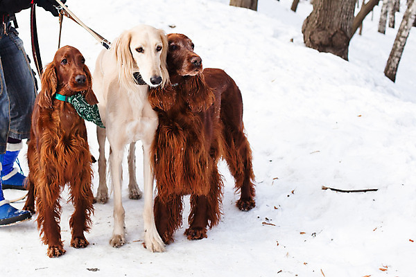 포토 JPG 해외이미지 동물 1 포즈 2 겨울 3 서기 사람 사람없음 가로 반려동물 갈색 검은색 산책 흰색 개 사냥개 육식동물 기르기 해외202004 해외포토 계절 컬러 포유류 모션 휴식 돌봄 파일형식 이미지허브
