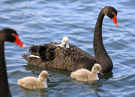 포토 JPG 해외이미지 동물 호수 가족 조류 엄마 병아리 사람없음 물 검은색 아기 연못 승차 깃털 백조 해외202004 해외포토 자연요소 컬러 관계 모션 사람 파일형식 이미지허브