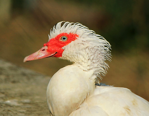포토 JPG 해외이미지 동물 응시 시선 농업 자연 조류 오리 사람없음 빨간색 반려동물 농장 머리 흰색 시골 깃털 부리 계산서 동물상 밭일 해외202004 해외포토 산업 컬러 신체부위 조형물 생태계 파일형식 이미지허브