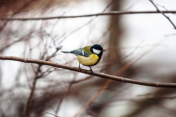 포토 JPG 해외이미지 나무 동물 1 계절 야생동물 백그라운드 크리스마스 겨울 자연 조류 사람없음 야외 목재 파란색 컬러풀 노란색 머리 정원 얼음 검은색 추위 흰색 나뭇가지 숲 작음 깃털 싱글 서리 부리 내추럴 해외202004 해외포토 자연요소 식물 기념일 컬러 재료 신체부위 크기 생태계 파일형식 이미지허브