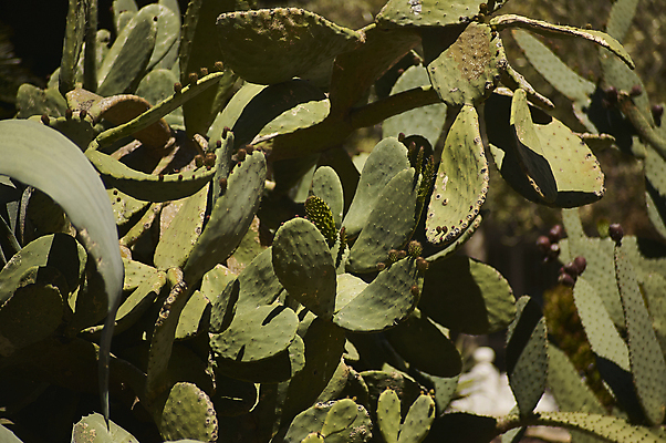 포토 JPG 해외이미지 식물 모래 잎 아프리카 멕시코 선인장 사람없음 태양 사막 뜨거움 남아메리카 갈증 아라비아 오아시스 해외202004 해외포토 자연요소 나라 북아메리카 아메리카 파일형식 이미지허브