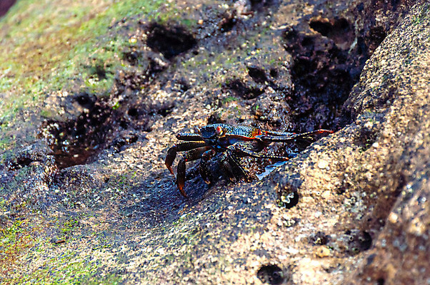 포토 JPG 해외이미지 동물 공원 야생동물 바다 백그라운드 자연 생물 국립공원 종류 갑각류 사람없음 야외 컬러풀 환경 게 껍질 남아메리카 닫기 보호 작음 묘사 에콰도르 해외202004 해외포토 공공시설 컬러 컨셉 모션 아메리카 크기 생태계 파일형식 이미지허브