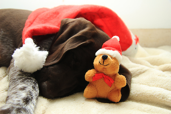 포토 JPG 해외이미지 동물 크리스마스 곰 휴가 털 사람없음 빨간색 반려동물 산타클로스 갈색 꿈 흰색 아기 잠 개 강아지 사냥개 송곳니 기르기 유래 충고 해외202004 해외포토 기념일 컬러 포유류 사람 치아 돌봄 파일형식 이미지허브