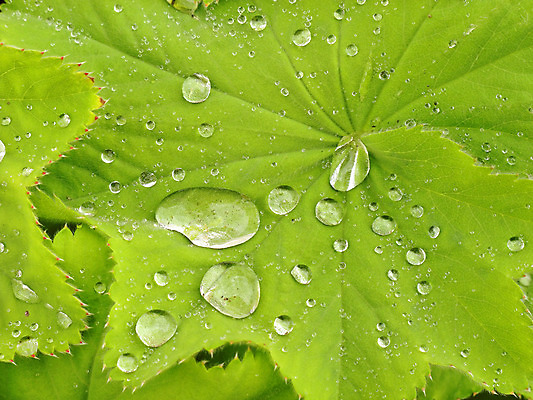 포토 JPG 해외이미지 식물 백그라운드 잎 자연 사람없음 초록색 물 평화 환경 정원 화목 봄 젖음 성장 물방울 신선 떨어짐 이슬 순수 해외202004 해외포토 자연요소 계절 컬러 컨셉 생태계 파일형식 이미지허브