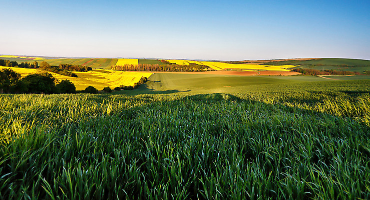 포토 JPG 해외이미지 식물 유럽 여행 백그라운드 밭 농업 자연 벽지 하늘 아침 파노라마 풍경 사람없음 야외 초록색 여름 빛 농작물 햇빛 농장 노란색 환경 계곡 놀람 봄 시골 5월 언덕 유채 장면 체코 모라비아 해외202004 해외포토 주간 계절 꽃 감정 나라 산업 컬러 촬영기법 표정 태양 날짜 생태계 파일형식 이미지허브