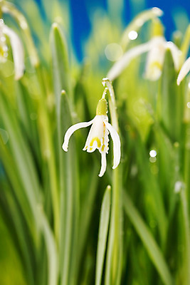 포토 JPG 해외이미지 식물 계절 꽃잎 꽃 줄기 꽃다발 잎 자연 하늘 새로움 사람없음 초록색 물 파란색 머리 봄 성장 벚꽃 흰색 신선 그룹 떨어짐 이슬 허브 슛 진흙 고립 헌병 해외202004 해외포토 자연요소 컬러 컨셉 신체부위 군인 생태계 파일형식 이미지허브