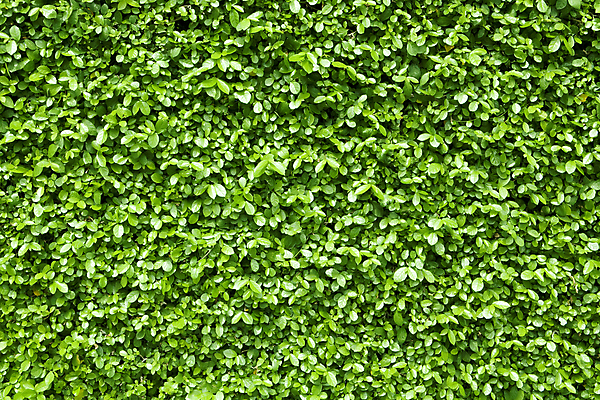 포토 JPG 해외이미지 나무 식물 디자인 계절 공원 벽 백그라운드 잎 꽃무늬 자연 벽지 포도 추상 풍경 사람없음 야외 초록색 여름 환경 정원 봄 나뭇가지 시골 신선 닫기 덩굴 숲 묘사 질감 아이비 내추럴 구성 해외202004 해외포토 공공시설 꽃 컬러 무늬 과일 모션 생태계 파일형식 이미지허브