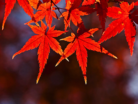 포토 JPG 해외이미지 나무 식물 계절 공원 분홍색 백그라운드 단풍 잎 패턴 오렌지 자연 하늘 추상 사람없음 야외 빨간색 빛 컬러풀 햇빛 갈색 노란색 일본 활발 덮개 가을 나뭇가지 변화 황금 숲 11월 질감 러시아 장면 진홍색 빛망울 10월 내추럴 교토 러시아인 해외202004 해외포토 서양인 공공시설 유럽 아시아 컬러 컨셉 무늬 과일 태양 뚜껑 날짜 생태계 파일형식 이미지허브