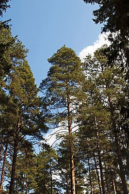 포토 JPG 해외이미지 나무 식물 구름 계절 공원 여행 백그라운드 자연 하늘 풍경 사람없음 야외 목재 초록색 파란색 햇빛 환경 침묵 봄 성장 나뭇가지 시골 소나무 숲 러시아 침엽수 전나무 해외202004 해외포토 자연요소 공공시설 유럽 컬러 재료 태양 소리 생태계 파일형식 이미지허브