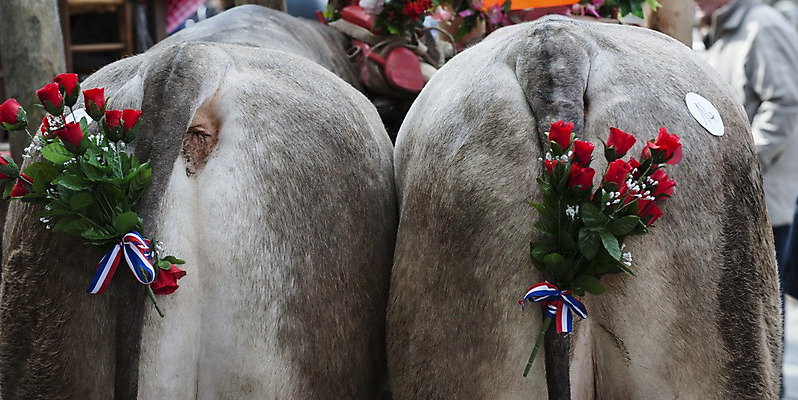 포토 JPG 해외이미지 동물 꽃 곤충 밭 농업 포유류 자연 하늘 덴마크 이야기 사람없음 야외 초록색 파란색 농장 농경지 가축 시골 소 닫기 방목 땅 호기심 송아지 밭일 목가 해외202004 해외포토 식물 감정 산업 새끼 컬러 컨셉 모션 북유럽 축산업 생태계 파일형식 이미지허브