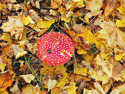 포토 JPG 해외이미지 자연 날씨 그림자 사람없음 버섯 숲 마법 곰팡이 독버섯 생태학 신맛 해외202004 해외포토 교육 맛 생태계 파일형식 이미지허브