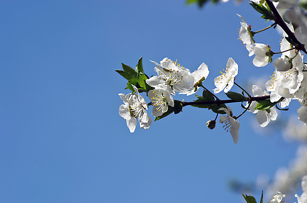 포토 JPG 해외이미지 나무 식물 계절 공원 꽃잎 꽃 분홍색 백그라운드 잎 꽃무늬 자연 하늘 풍경 사람없음 야외 초록색 태양 환경 정원 일본 맑음 봄 벚꽃 흰색 나뭇가지 신선 개화 체리 닫기 5월 묘사 원예 내추럴 살구 해외202004 해외포토 자연요소 공공시설 아시아 컬러 무늬 과일 모션 날씨 취미 날짜 생태계 파일형식 이미지허브