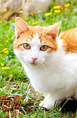 포토 JPG 해외이미지 전신 동물 척추동물 1 응시 얼굴 장난 포유류 자연 수염 털 앉기 사람없음 빨간색 반려동물 검은색 고양이 가축 흰색 모피 코 귀 부드러움 돌봄 총구 해외202004 해외포토 시선 컬러 모션 신체부위 감각 생태계 파일형식 이미지허브