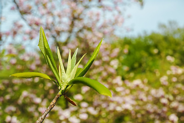 포토 JPG 해외이미지 나무 식물 줄기 백그라운드 잎 자연 새로움 사람없음 야외 초록색 여름 태양 머리 우주 환경 정원 꽃병 봄 활발 성장 나뭇가지 신선 개화 닫기 숲 4월 묘사 시작 싱글 유기농 목련 정맥 내추럴 꽃수술 해외202004 해외포토 자연요소 웰빙 계절 꽃 컬러 컨셉 모션 신체부위 날짜 생태계 혈관 파일형식 이미지허브