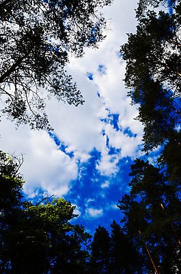 포토 JPG 해외이미지 나무 식물 구름 계절 공원 줄기 백그라운드 잎 곡선 자연 하늘 풍경 사람없음 야외 초록색 여름 빛 햇빛 태양 일출 환경 맑음 일몰 봄 광선 가을 나뭇가지 신선 닫기 숲 코코넛 천국 내추럴 해외202004 해외포토 자연요소 공공시설 선 컬러 과일 모션 날씨 노을 생태계 파일형식 이미지허브