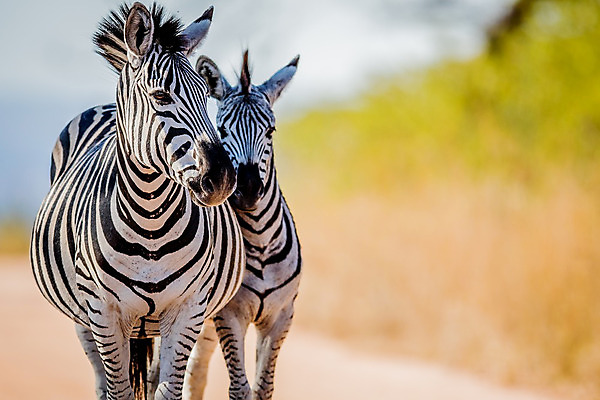포토 JPG 해외이미지 동물 야생동물 포유류 아프리카 자연 사람없음 보호 사파리 얼룩말 남아프리카 해외202004 해외포토 나라 컨셉 말_동물 생태계 파일형식 이미지허브