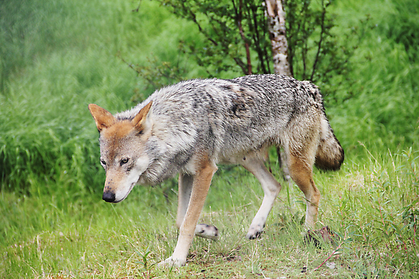 포토 JPG 해외이미지 동물 야생동물 포유류 자연 생물 털 노르웨이 사람없음 야외 목재 회색 가을 숲 위험 모피 육식동물 늑대 송곳니 내추럴 수목 포식 해외202004 해외포토 나무 계절 유럽 컬러 컨셉 재료 치아 생태계 파일형식 이미지허브