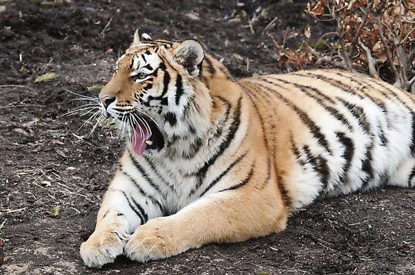 포토 JPG 해외이미지 동물 시선 얼굴 야생동물 오렌지 포유류 자연 털 동물원 사람없음 머리 고양이 줄무늬 분노 표현 입 호랑이 닫기 보호 위험 큼 사파리 사냥 육식동물 하품 사냥꾼 표범 노려봄 공격적 시베리아 해외202004 해외포토 직업 감정 컨셉 무늬 과일 모션 표정 신체부위 반려동물 크기 생태계 생리현상 파일형식 이미지허브