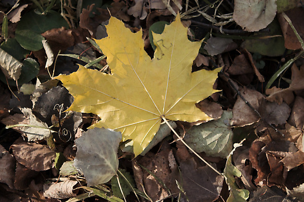 포토 JPG 해외이미지 나무 식물 계절 공원 길 백그라운드 잎 오렌지 자연 추상 사람없음 야외 빨간색 빛 컬러풀 햇빛 노란색 맑음 활발 성장 광선 가을 황금 떨어짐 숲 오솔길 11월 질감 10월 내추럴 땅바닥 방법 블러 해외202004 해외포토 공공시설 컬러 컨셉 무늬 과일 날씨 바닥 태양 날짜 생태계 파일형식 이미지허브