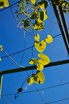 포토 JPG 해외이미지 식물 공원 꽃 백그라운드 잎 패턴 자연 하늘 건강 동양인 사람없음 야외 장식 초록색 여름 컬러풀 환경 정원 중국 봄 신선 숲 큼 원예 남쪽 내추럴 기생충 오리지널 이국적 해외202004 해외포토 계절 공공시설 아시아 컬러 무늬 인종 취미 바이러스 크기 방향 생태계 파일형식 이미지허브