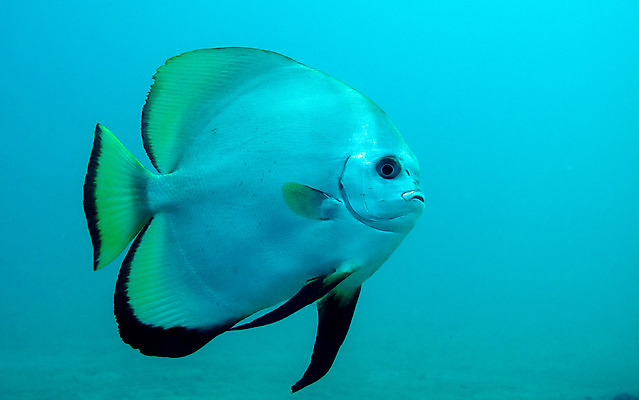 포토 JPG 해외이미지 야생동물 바다 여행 학교 모션 자연 휴가 어류 풍경 사람없음 야외 파란색 바닷속 수중 수영 물방울 아래 다이빙 생물학 지느러미 내추럴 깊이 동물상 생태학 침몰 많음 해외202004 해외포토 동물 교육 컬러 컨셉 조형물 수중동물 수상스포츠 방향 생태계 위치 수중스포츠 파일형식 이미지허브