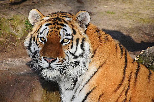 포토 JPG 해외이미지 동물 1 응시 얼굴 야생동물 포유류 자연 수염 동물원 사람없음 야외 머리 카메라 고양이 호랑이 닫기 큼 육식동물 주둥이 표범 땅바닥 시베리아 해외202004 해외포토 시선 모션 바닥 신체부위 전자제품 반려동물 크기 생태계 파일형식 이미지허브