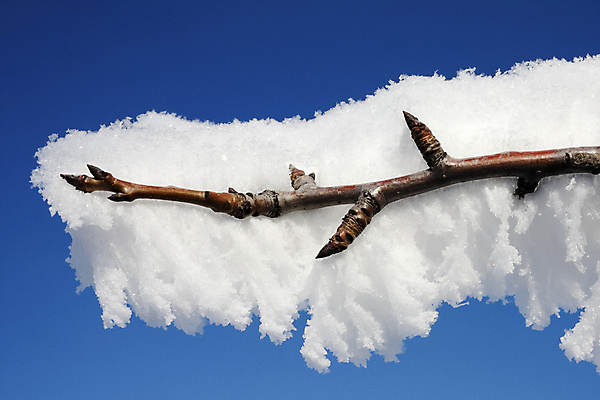 포토 JPG 해외이미지 나무 계절 컨셉 겨울 자연 하늘 날씨 사람없음 파란색 햇빛 갈색 새싹 맑음 냉동 얼음 추위 백발 흰색 나뭇가지 체리 가장자리 닫기 묘사 서리 나무껍질 결정체 층 어려움 해외202004 해외포토 자연요소 식물 헤어스타일 컬러 과일 모션 태양 껍질 둘레 생태계 파일형식 이미지허브