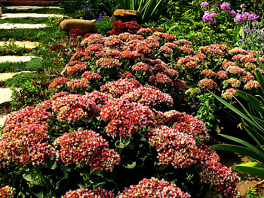 포토 JPG 해외이미지 식물 계절 공원 꽃잎 꽃 잎 꽃무늬 자연 사람없음 빨간색 초록색 여름 정원 벚꽃 가을 시골 오브젝트 원예 꽃가루 꽃수술 필라멘트 해외202004 해외포토 공공시설 컬러 무늬 취미 가루 생태계 파일형식 이미지허브