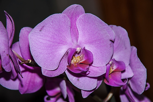 포토 JPG 해외이미지 식물 디자인 기념일 꽃잎 꽃 분홍색 꽃다발 잎 꽃무늬 패턴 추상 미술 사람없음 장식 초록색 노란색 유행 정원 보라색 어둠 봄 흰색 나뭇가지 신선 난초 우아함 질감 호접란 이국적 해외202004 해외포토 나무 계절 컬러 컨셉 무늬 문화예술 이벤트 파일형식 이미지허브