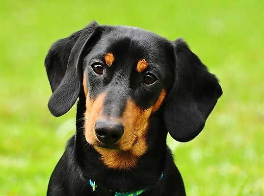 포토 JPG 해외이미지 동물 응시 공원 포즈 백그라운드 털 서기 앉기 잔디 사람없음 야외 초록색 반려동물 갈색 정원 검은색 인사 기다림 개 달콤 강아지 선탠 작음 닥스훈트 부식 코 송곳니 기르기 유래 혼자 해외202004 해외포토 식물 시선 공공시설 컬러 포유류 모션 신체부위 예절 맛 치아 크기 돌봄 파일형식 이미지허브