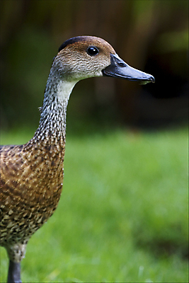 포토 JPG 해외이미지 나무 식물 동물 학생 선 분홍색 여행 곡선 자연 조류 휴가 오리 사람없음 옆모습 초록색 검은색 회색 흰색 점 얼룩 구멍 티켓 버너 깃털 코 붓꽃 해외202004 해외포토 꽃 뷰포인트 컬러 신체부위 생태계 파일형식 이미지허브