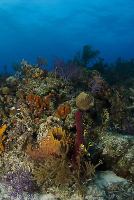 포토 JPG 해외이미지 바다 백그라운드 자연 사람없음 물 파란색 수중 산호 다이빙 소금 암초 대서양 바하마 소금물 침몰 해외202004 해외포토 자연요소 컬러 수영 자포동물 생태계 수중스포츠 파일형식 이미지허브