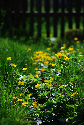 포토 JPG 해외이미지 식물 꽃 잎 자연 사람없음 초록색 노란색 봄 묘사 만족 제비 해외202004 해외포토 계절 감정 컬러 조류 생태계 파일형식 이미지허브