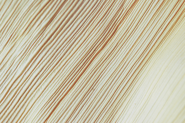 포토 JPG 해외이미지 디자인 포스터 종이 벽 백그라운드 잎 패턴 자연 벽지 표면 건조 따뜻함 옥수수 미술 사람없음 장식 가로 빛 페인트 수확 골동품 껍질 얼룩 거친 묘사 오브젝트 질감 복고 캔버스 섬유 내추럴 그런지 스크랩북 양피지 해외202004 해외포토 식물 무늬 농업 문화예술 곡류 직물 생태계 파일형식 이미지허브