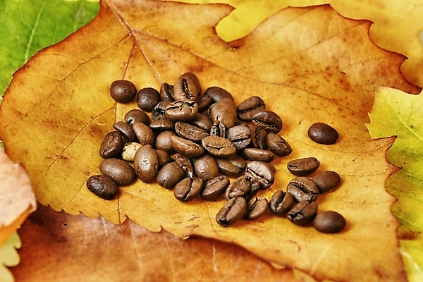 포토 JPG 해외이미지 커피 단풍 잎 오렌지 콩 사람없음 갈색 원두 가을 신선 굽기 토스트 카푸치노 에스프레소 흙더미 모카 해외202004 해외포토 식물 계절 음료 빵 컬러 과일 곡류 흙 구이 파일형식 더미 이미지허브