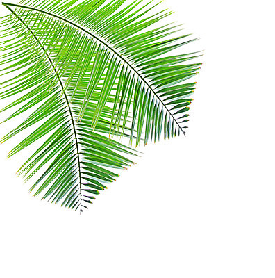 포토 JPG 해외이미지 나무 식물 줄기 백그라운드 잎 패턴 곡선 자연 손바닥 사람없음 초록색 성장 흰색 나뭇가지 숲 코코넛 고립 해외202004 해외포토 손 선 컬러 무늬 과일 생태계 파일형식 이미지허브