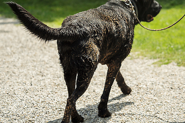 포토 JPG 해외이미지 동물 1 행복 감정 여행 잎 장난 포유류 자연 놀이 실험 서기 사람없음 야외 반려동물 걷기 하이킹 젖음 입 개 리트리버 오솔길 래브라도리트리버 먼지 진흙 송곳니 기르기 흙길 해외202004 해외포토 식물 길 모션 레저 신체부위 흙 치아 생태계 돌봄 파일형식 이미지허브