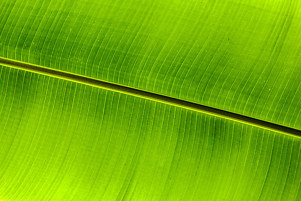 포토 JPG 해외이미지 나무 식물 줄기 여행 백그라운드 잎 꽃무늬 패턴 자연 표면 추상 휴가 프레임 건강 손바닥 미술 사람없음 야외 목재 초록색 여름 태양 환경 정원 맑음 심볼 유기농 질감 나무껍질 코코넛 내추럴 옛날 해외202004 해외포토 자연요소 손 웰빙 계절 꽃 컬러 무늬 과일 재료 날씨 문화예술 껍질 생태계 파일형식 이미지허브